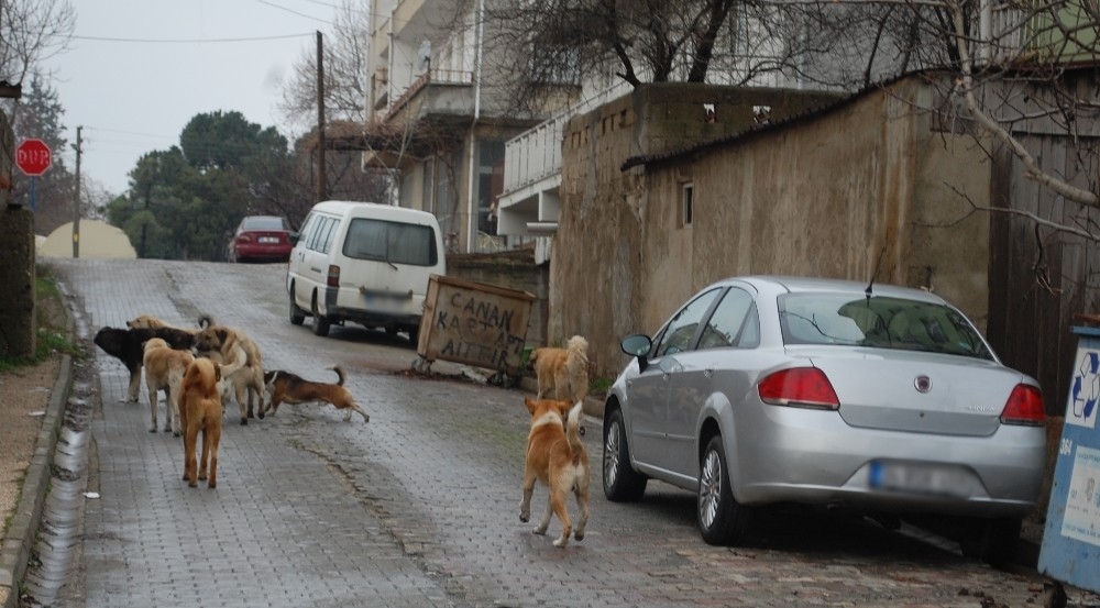 Gelinlik provasına giden genç kız, köpek dehşeti yaşadı