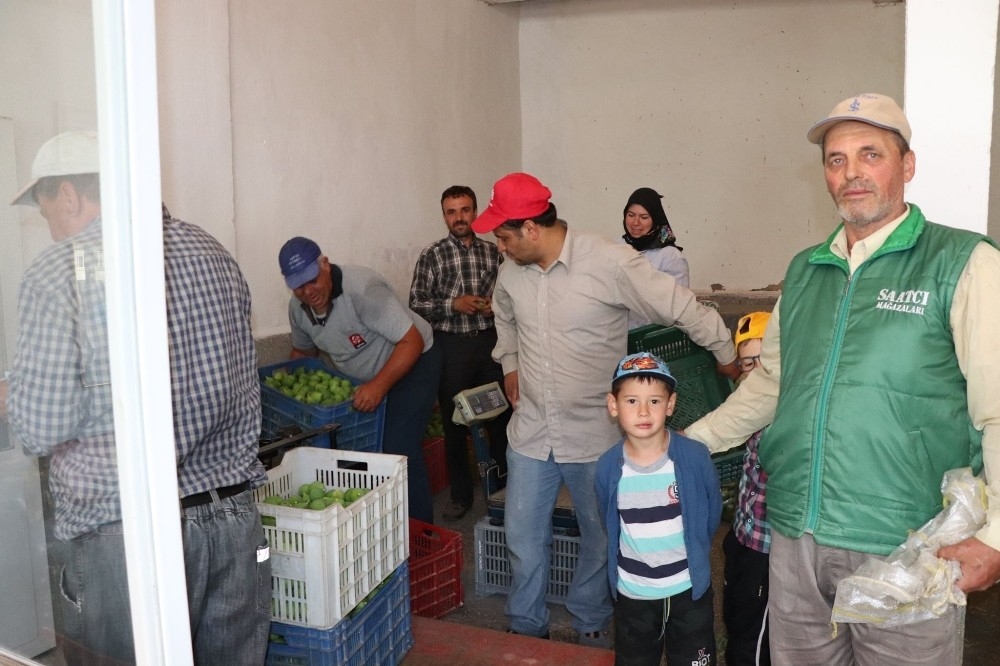 İncir sezonu öncesi ilek pazarı hareketlendi
