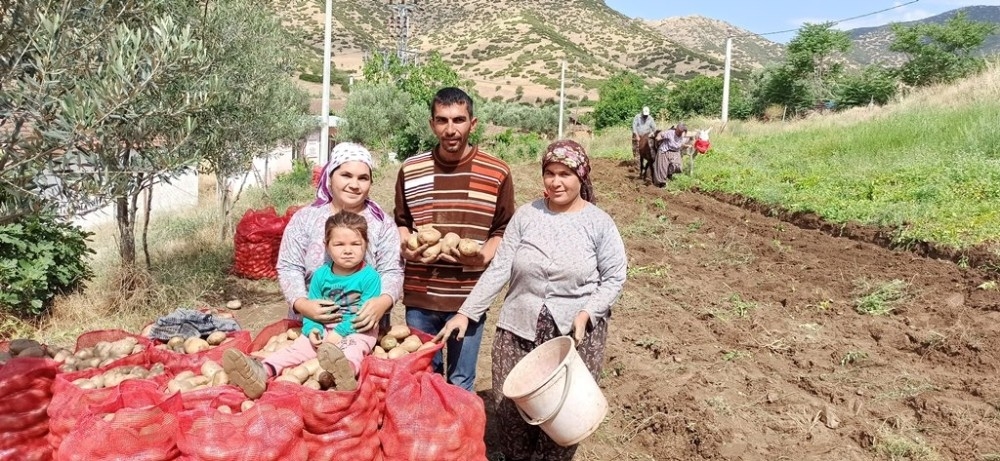 İzmir'de eşekle patates hasadı