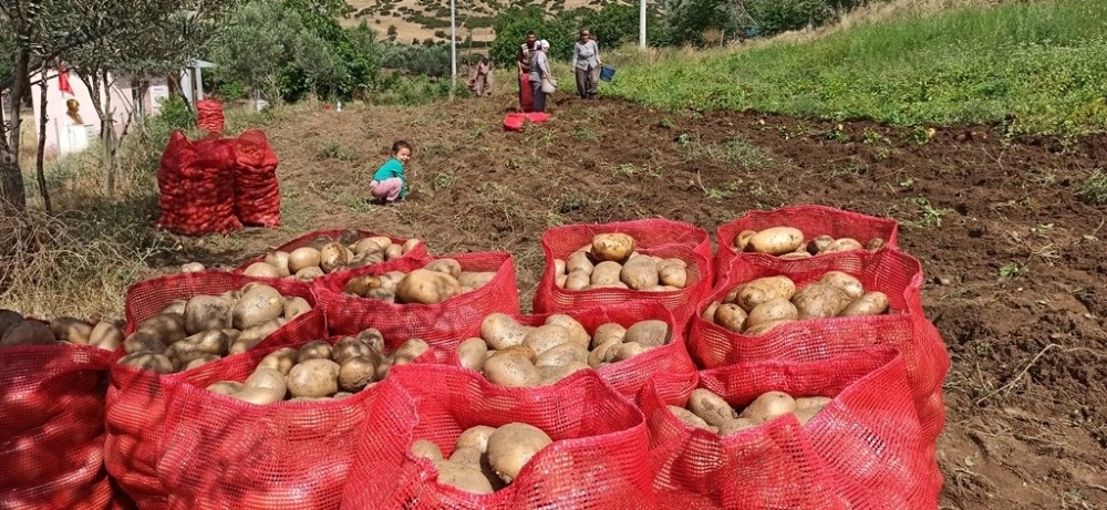 İzmir'de eşekle patates hasadı