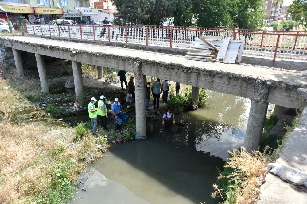 Kaplumbağa seferberliği