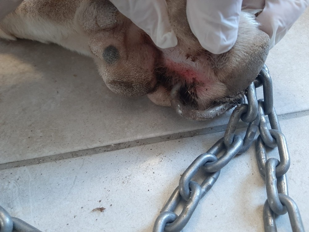 Köpeğin patisini delip zincir taktı