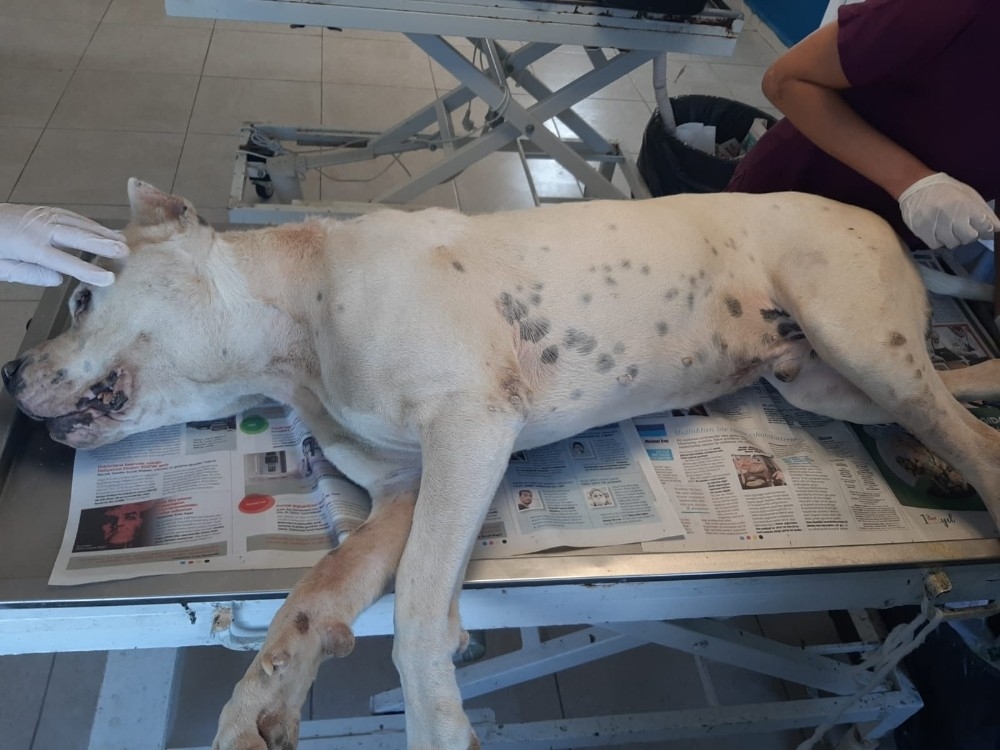 Köpeğin patisini delip zincir taktı