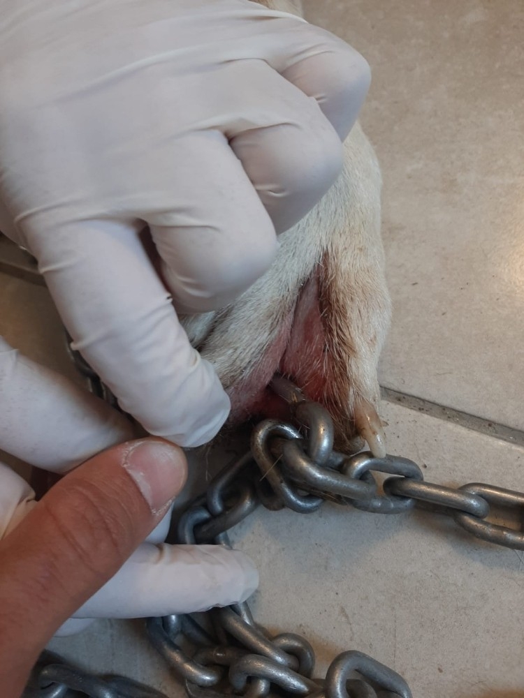 Köpeğin patisini delip zincir taktı