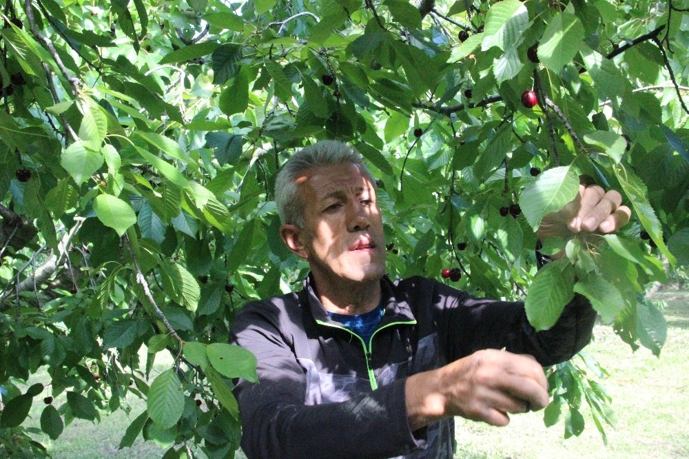 Kraliyet kirazının hasadı başladı