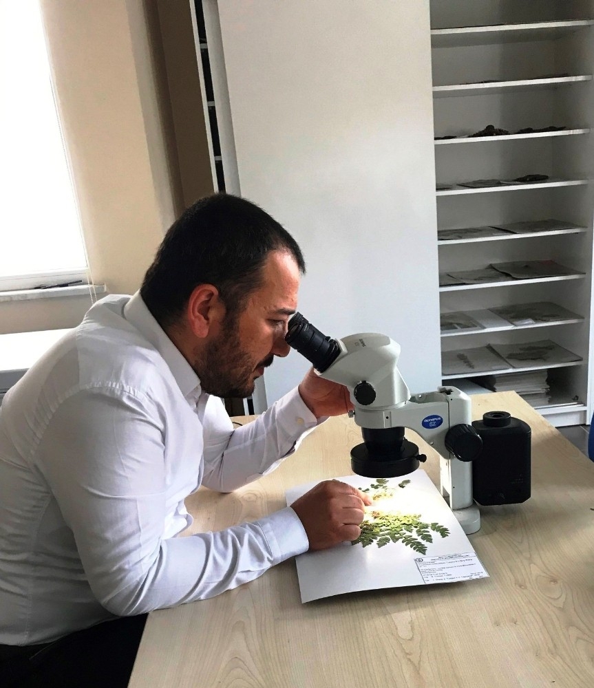 Küre Dağları'nda yeni bir endemik bitki türü keşfedildi