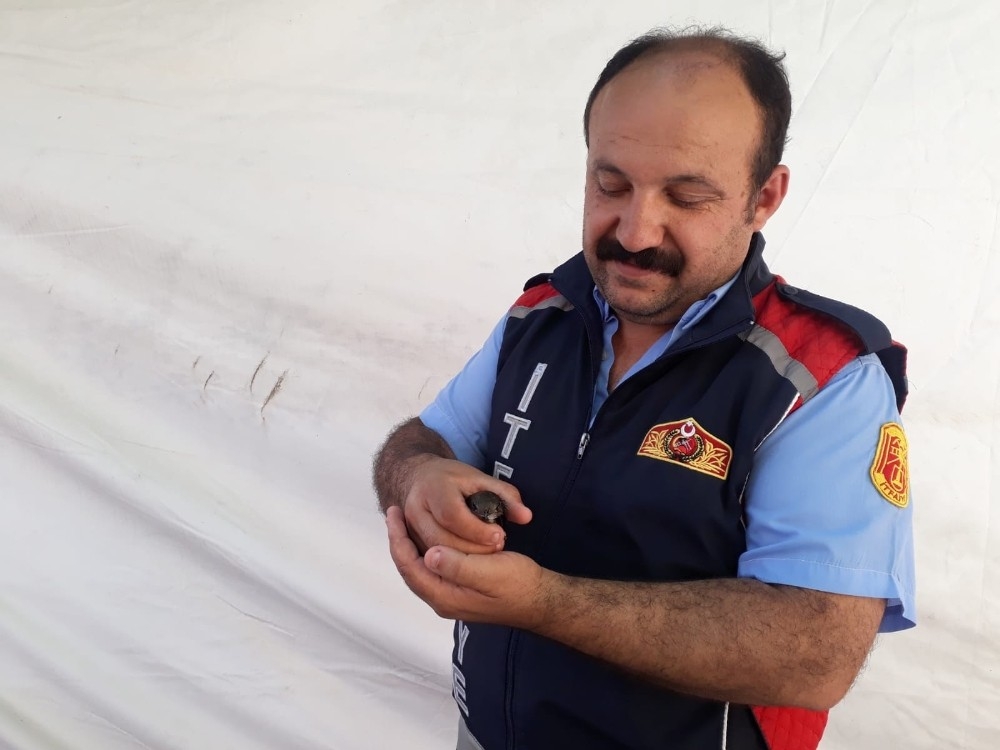 Mahsur kalan ebabil kuşunu itfaiye kurtardı