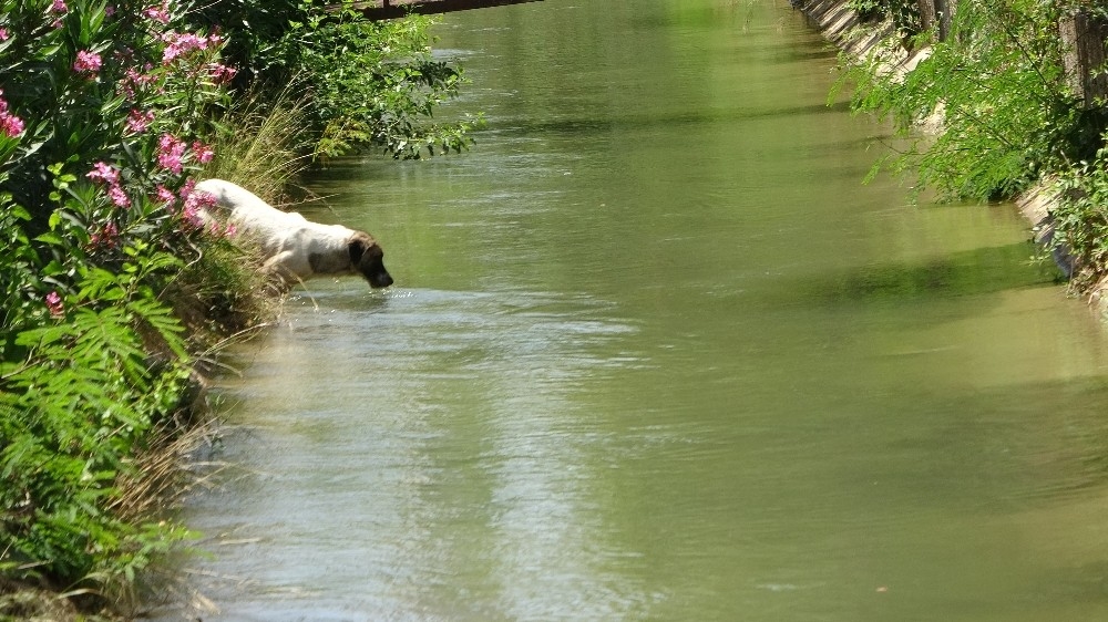 Rögarda köpek kurtarma operasyonu