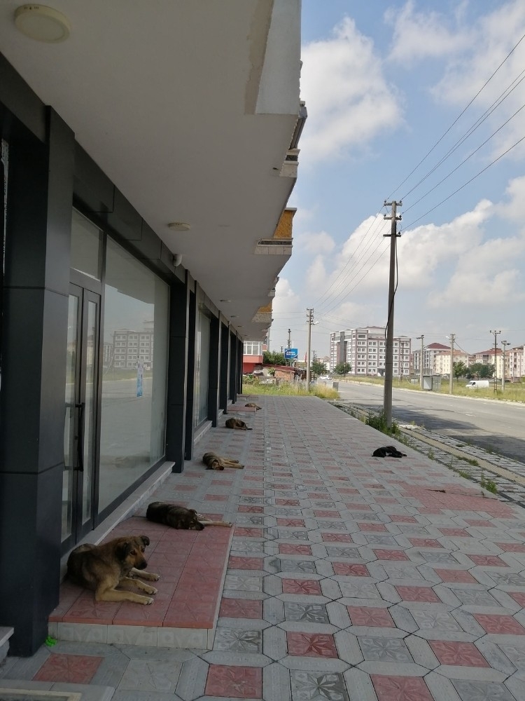 Sokak köpekleri sosyal mesafeli dinlendi