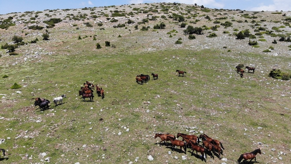 Spil Dağı'nın özgür bekçileri: Yılkı atları
