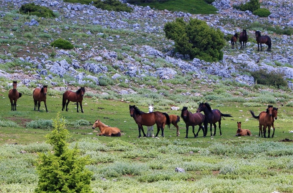 Spil Dağı'nın özgür bekçileri: Yılkı atları