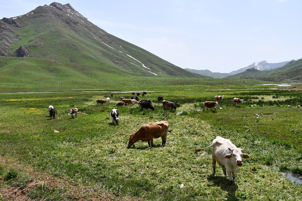 Terörün kökü kazındı, yaylalar şenlendi