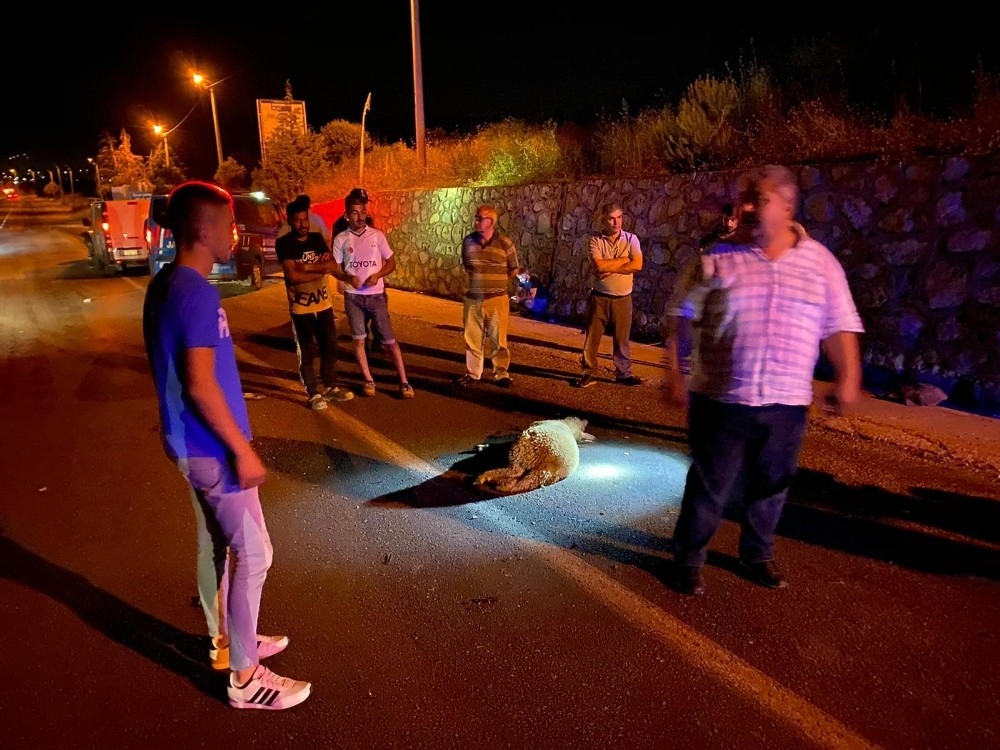 Yola çıkan koyun sürüsü kazaya neden oldu: 4'ü çocuk 9 yaralı