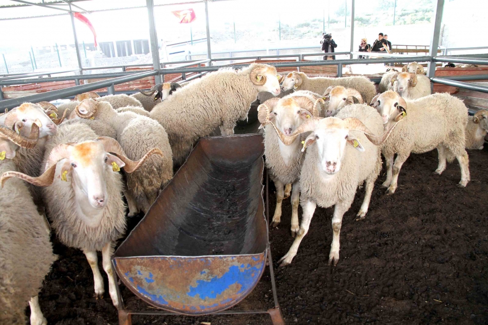 Karşıyaka Kurban Bayramı’na hazır