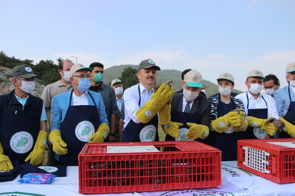 Bakan Pakdemirli doğaya şahin ve 102 keklik saldı