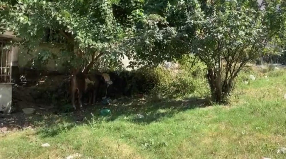 Bursa'da kaçan boğa operasyonu
