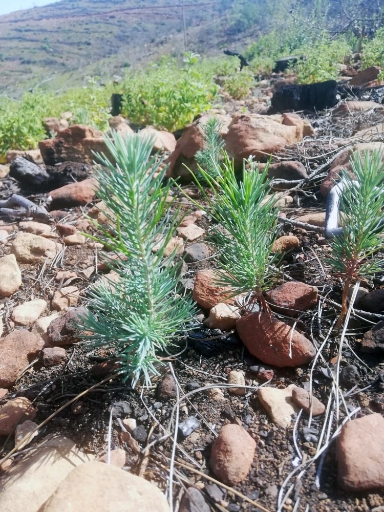 Dalaman ve Göcek tekrar yeşeriyor