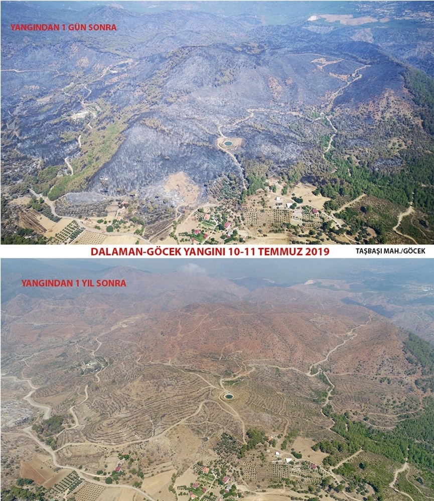 Dalaman ve Göcek tekrar yeşeriyor