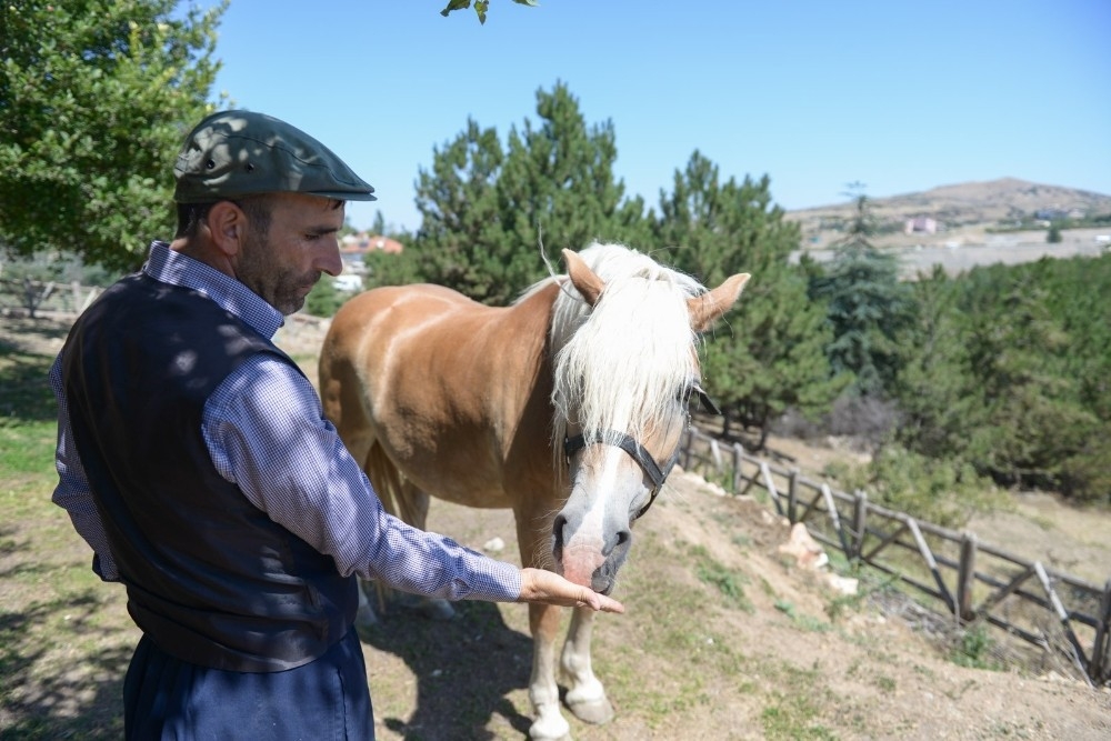 Faytondan özgürlüğe