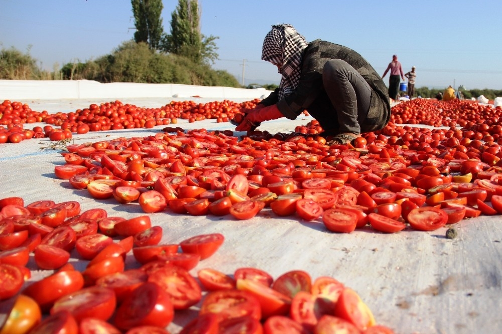 İtalya'nın pizzasına, ABD'nin hamburgerine Torbalı domatesi