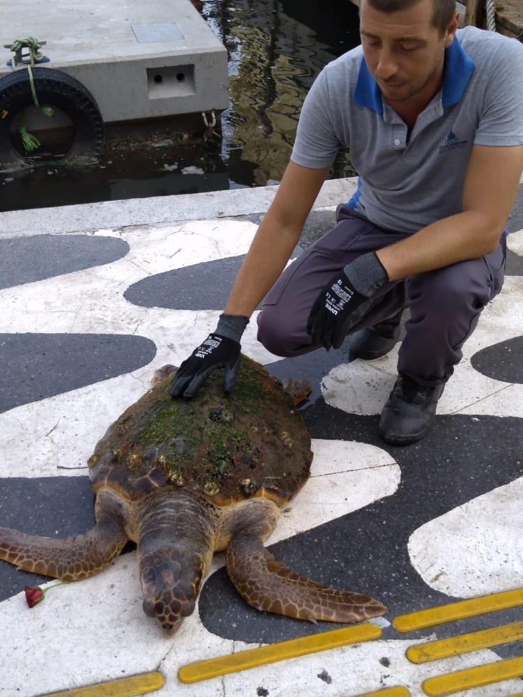 İzmir Körfezi'nde kıyıya vuran caretta caretta kurtarıldı