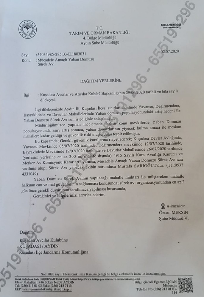 Kuşadası'nda evlere kadar inen domuzlar için sürek avı izni verildi