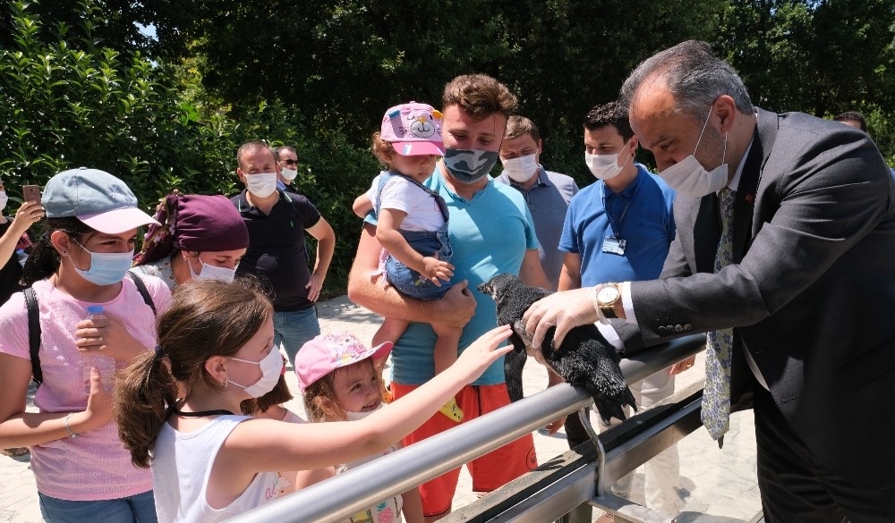 Penguen ailesinde yavru sevinci
