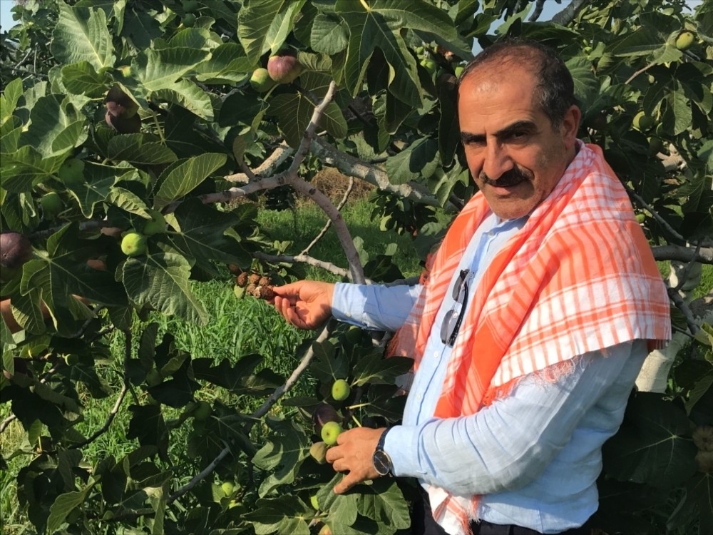 Siyah incir ihracatı 30 Temmuz'da başlıyor