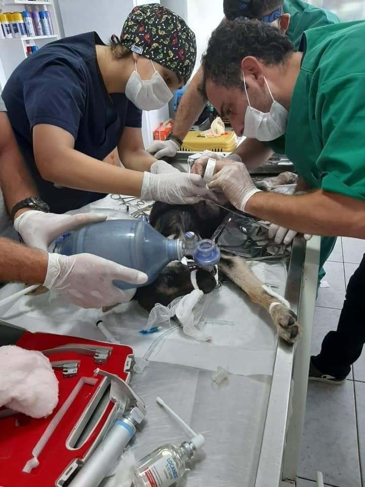 Sokak köpeği ameliyatla hayata döndürüldü