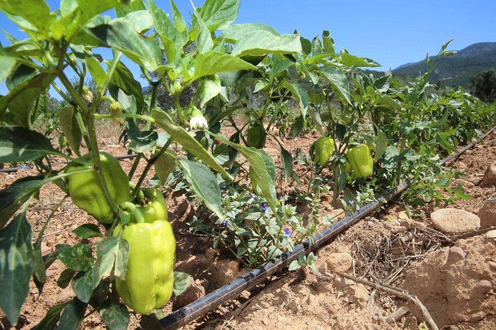Tarladan sofraya 'Buca gururu'