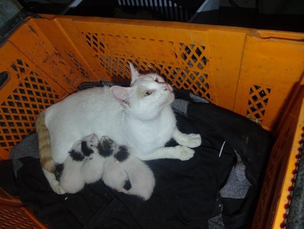 Yapışık dördüz kedi yavrularına ameliyat