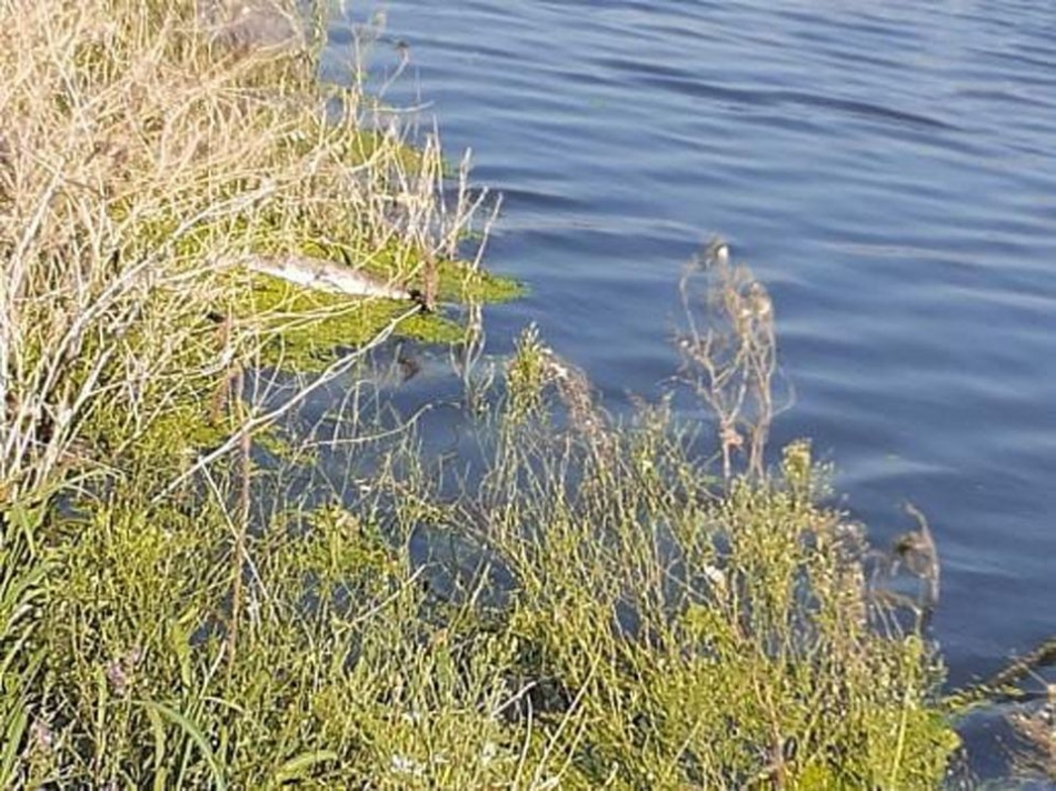 Bakırçay yine zehir saçtı... Ölü balıklar kıyılara vurdu