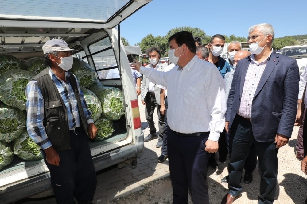 3 bin 500 kişinin yevmiyeyle çalıştığı ovada fasulye hasadı başladı