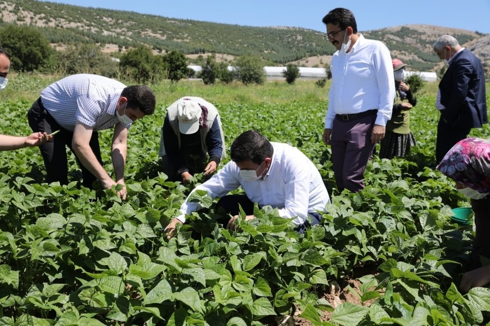 3 bin 500 kişinin yevmiyeyle çalıştığı ovada fasulye hasadı başladı