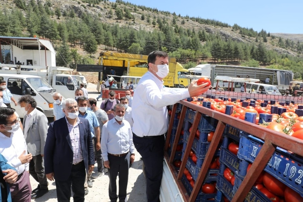 3 bin 500 kişinin yevmiyeyle çalıştığı ovada fasulye hasadı başladı