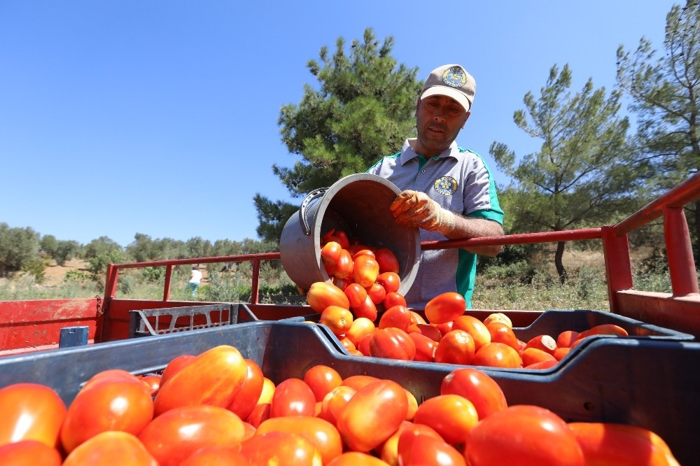 Buca'da bin 255 aileye 15 ton ürün desteği