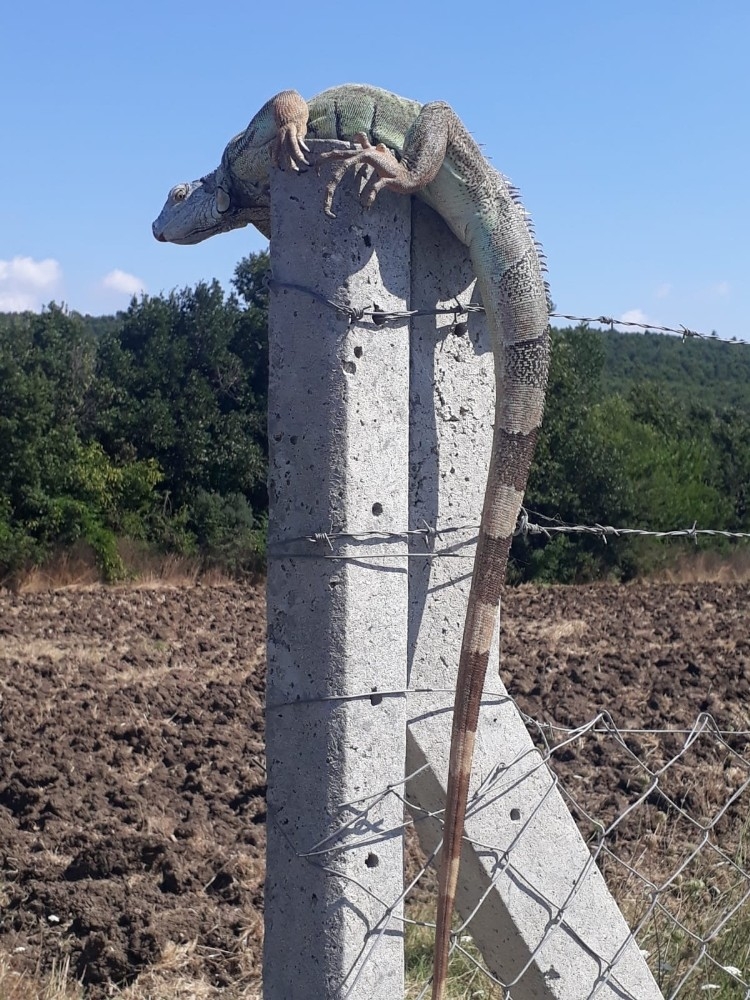 Çatalca'da iguana şaşkınlığı