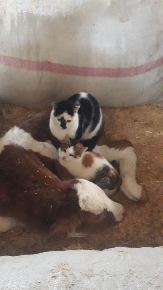 Danayı emziren kangal köpeği görenleri şaşırtıyor