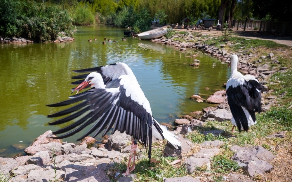Doğal Yaşam Parkı'nda tedavi edildiler