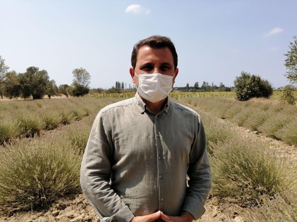 Gelibolu Tarihi Yarım Adası lavantalarla bezeniyor