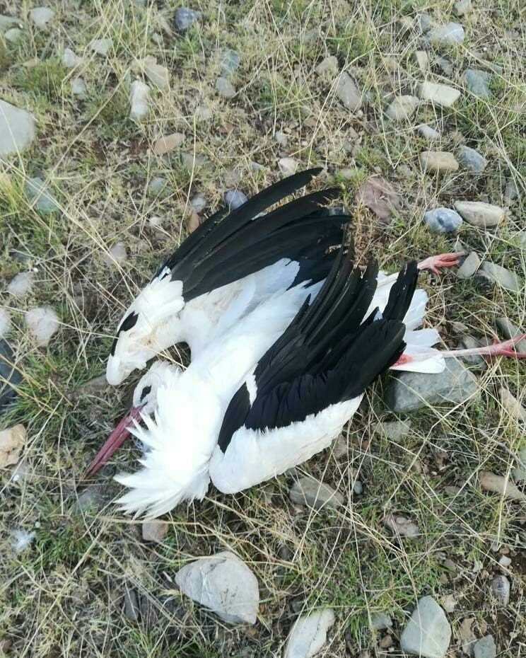 Vicdansızlar! Göç yolundaki leylekleri vurdular