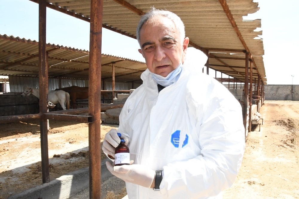İnanılmaz! Atlar Covid-19 antikoru üretti