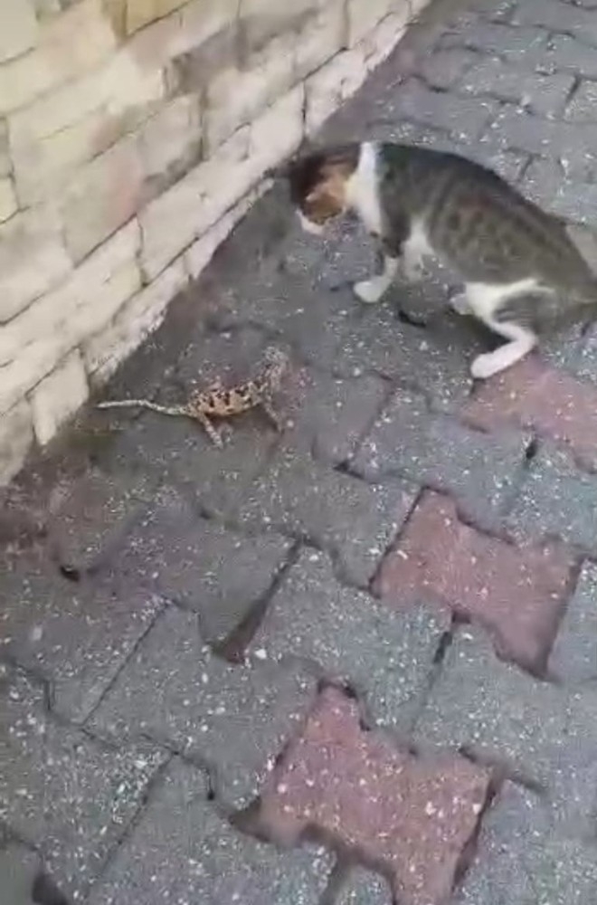 Kedi ile bukalemunun kavgası