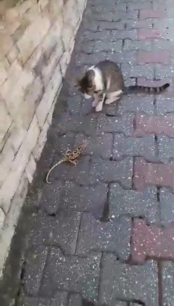 Kedi ile bukalemunun kavgası