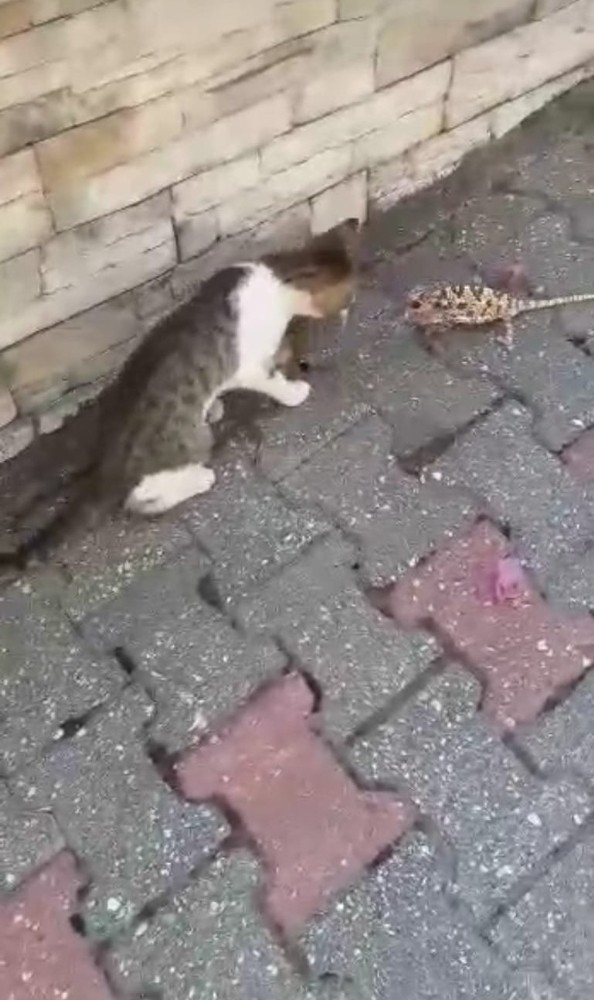 Kedi ile bukalemunun kavgası