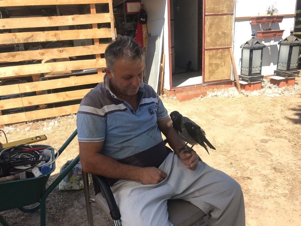 Kediye yem olmaktan kurtardığı yavru karga yanından ayrılmıyor