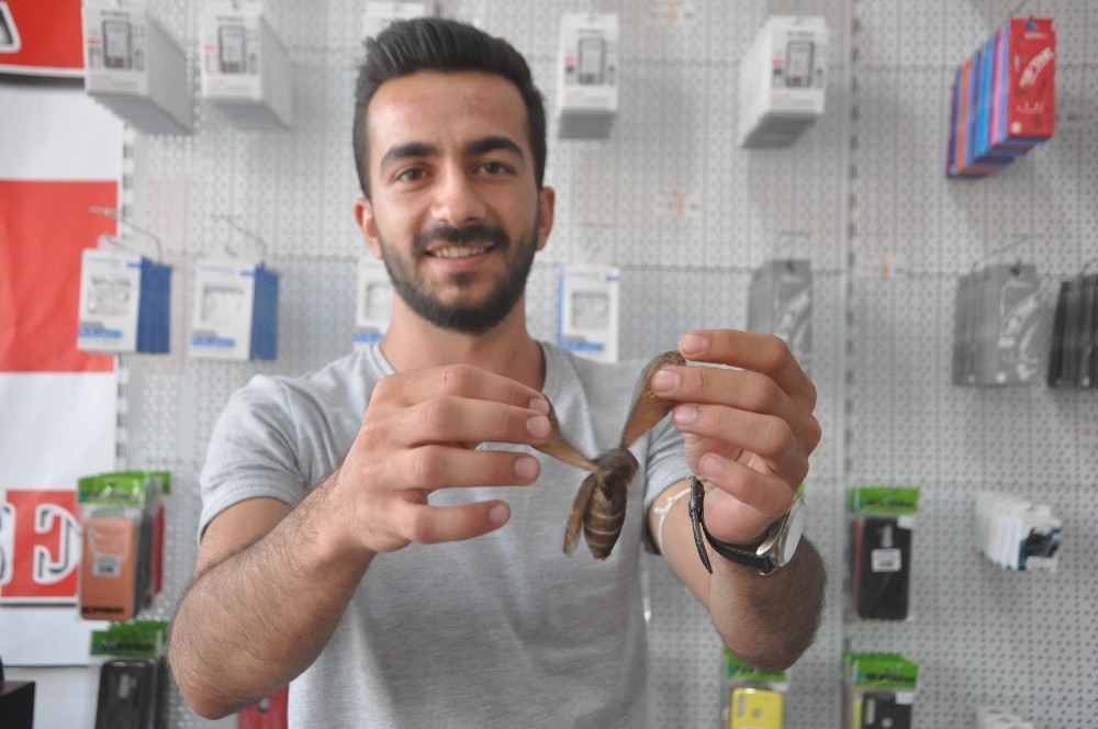 Kuş büyüklüğünde kelebek