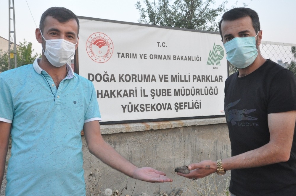 Kuş büyüklüğünde kelebek