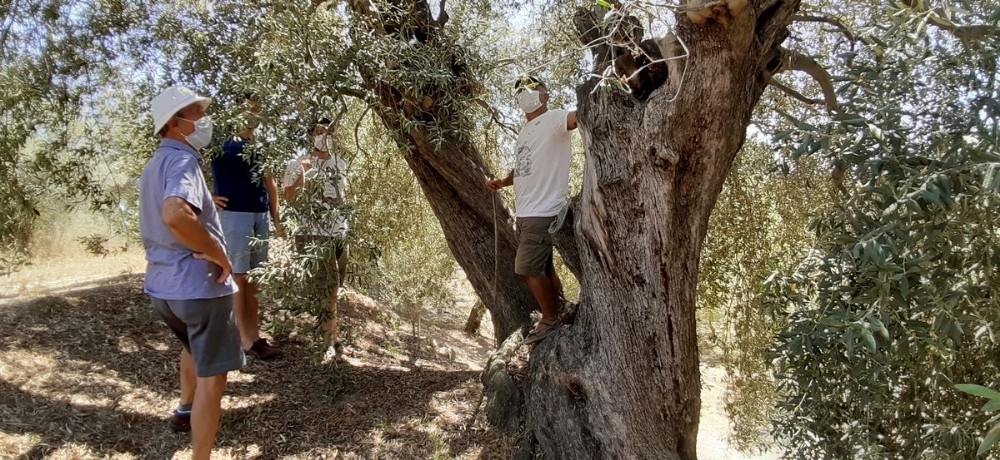 Kuşadası'nda biri bin yıllık iki anıt ağaç bulundu