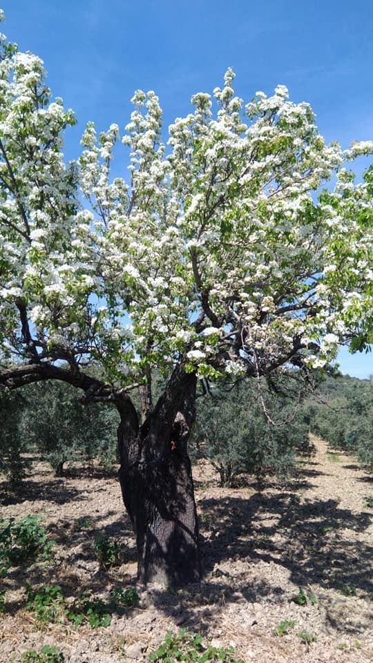 Kuşadası'nda biri bin yıllık iki anıt ağaç bulundu